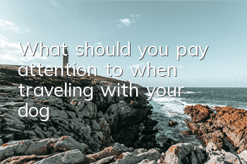 What should you pay attention to when traveling with your dog?