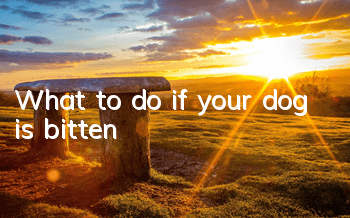 TWhat to do if your dog is bitten