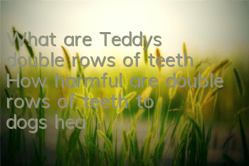 What are Teddy’s double rows of teeth? How harmful are double rows of teeth to dogs’ health?