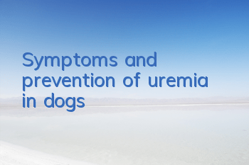 Symptoms and prevention of uremia in dogs