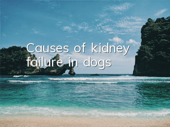 Causes of kidney failure in dogs