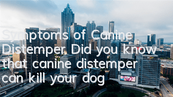 Symptoms of Canine Distemper Did you know that canine distemper can kill your dog?