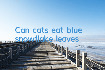Can cats eat blue snowflake leaves?