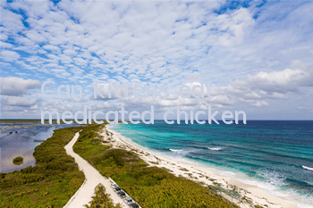 Can kittens eat medicated chicken?