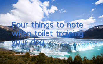 TFour things to note when toilet training your dog