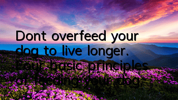 Don’t overfeed your dog to live longer. Four basic principles of feeding your dog.