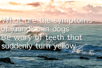 What are the symptoms of jaundice in dogs? Be wary of teeth that suddenly turn yellow