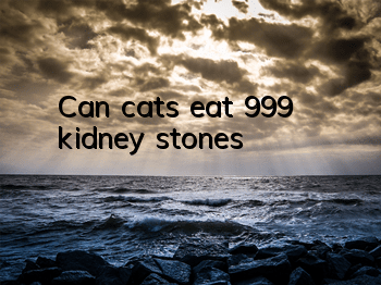 Can cats eat 999 kidney stones?