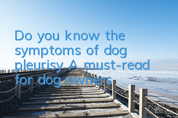 TDo you know the symptoms of dog pleurisy? A must-read for dog owners!