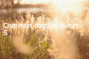 Common dog behaviors (5)