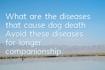 What are the diseases that cause dog death? Avoid these diseases for longer companionship.