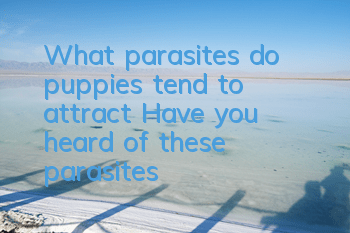 What parasites do puppies tend to attract? Have you heard of these parasites?