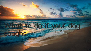 What to do if your dog coughs