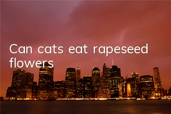 Can cats eat rapeseed flowers?