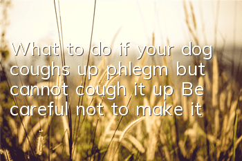 What to do if your dog coughs up phlegm but cannot cough it up? Be careful not to make it worse if your dog coughs up phlegm but cannot cough it up!