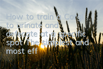 How to train a Corgi to urinate and defecate at a specific spot? The simplest and most effective training method
