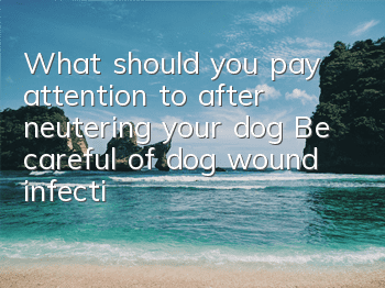 What should you pay attention to after neutering your dog? Be careful of dog wound infection