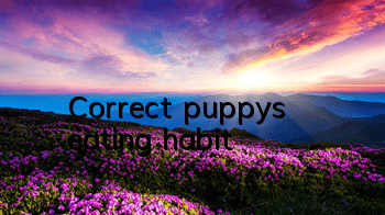 Correct puppy’s eating habit
