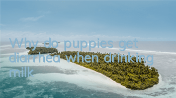 Why do puppies get diarrhea when drinking milk?