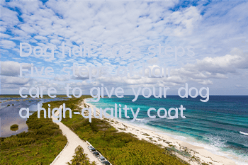 Dog hair care steps Five steps of hair care to give your dog a high-quality coat!
