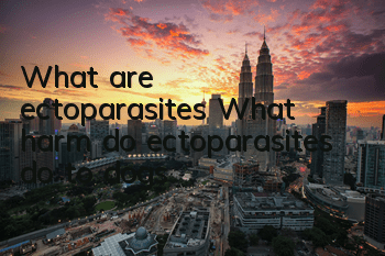 What are ectoparasites? What harm do ectoparasites do to dogs?