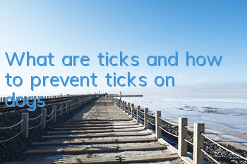 What are ticks and how to prevent ticks on dogs