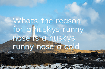 What’s the reason for a husky’s runny nose? Is a husky’s runny nose a cold?