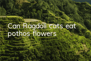 Can Ragdoll cats eat pothos flowers?