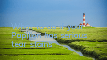 TWhat to do if your Papillon has serious tear stains