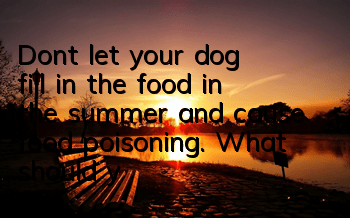 Don’t let your dog fill in the food in the summer and cause food poisoning. What should you do if your dog is poisoned?