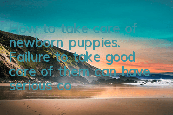 How to take care of newborn puppies. Failure to take good care of them can have serious consequences.