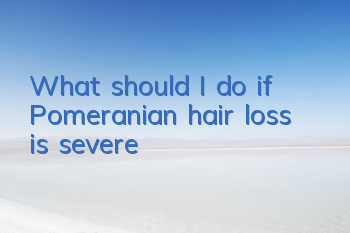 What should I do if Pomeranian hair loss is severe?