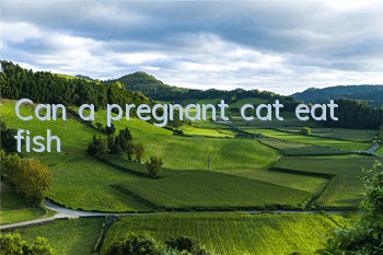 Can a pregnant cat eat fish?