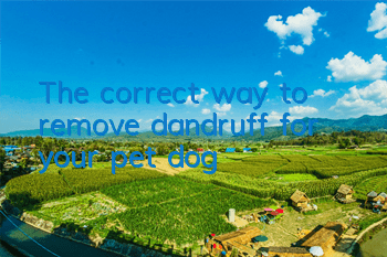 The correct way to remove dandruff for your pet dog