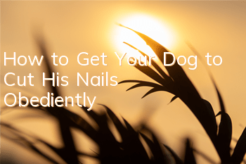 How to Get Your Dog to Cut His Nails Obediently