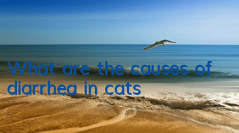 TWhat are the causes of diarrhea in cats?