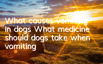 What causes vomiting in dogs? What medicine should dogs take when vomiting?