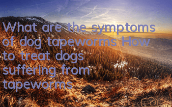 What are the symptoms of dog tapeworms? How to treat dogs suffering from tapeworms?