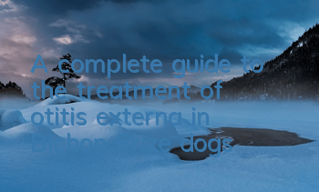A complete guide to the treatment of otitis externa in Bichon Frize dogs
