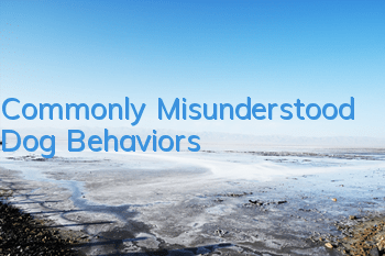 Commonly Misunderstood Dog Behaviors