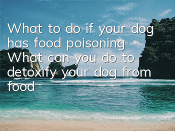 What to do if your dog has food poisoning? What can you do to detoxify your dog from food poisoning?