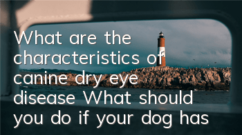 What are the characteristics of canine dry eye disease? What should you do if your dog has dry eye disease?