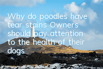 Why do poodles have tear stains? Owners should pay attention to the health of their dogs