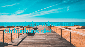 Can salt be added to a Chihuahua’s diet?