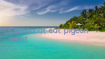 Can a cat eat pigeon meat?