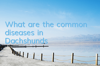 What are the common diseases in Dachshunds?