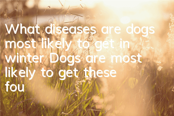 What diseases are dogs most likely to get in winter? Dogs are most likely to get these four diseases in winter