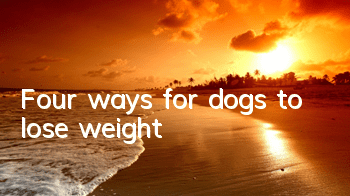 Four ways for dogs to lose weight
