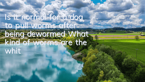Is it normal for a dog to pull worms after being dewormed? What kind of worms are the white worms?