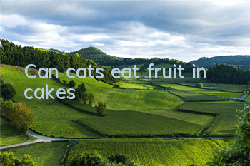 Can cats eat fruit in cakes?